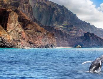Humback whale at Na Pali coast