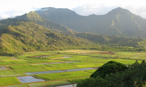 Hanalei taro fields