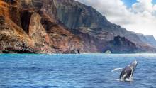 Humback whale at Na Pali coast